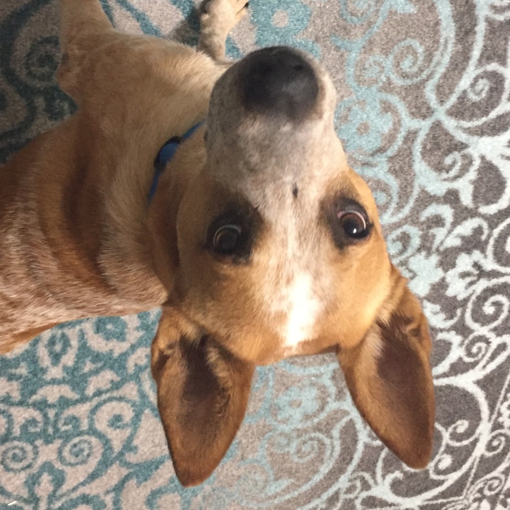 Meet your Posher, Caroline